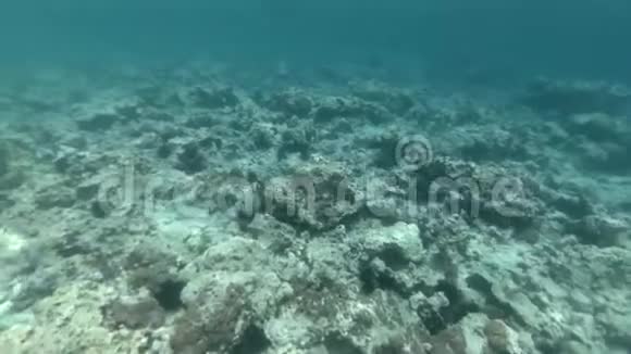 在海底珊瑚礁上方游泳视频的预览图