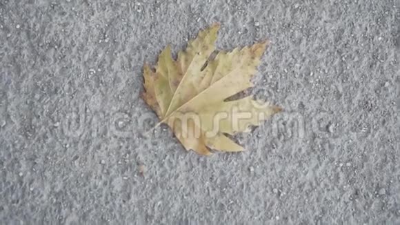 在一条古老的混凝土道路上特写枯黄的枫叶秋季主题单干叶枫视频的预览图