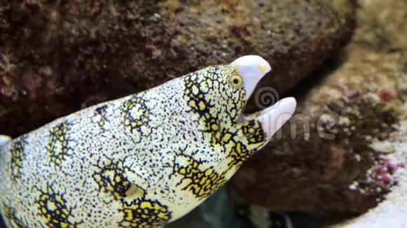 海中的雪花海鱼或水族馆视频的预览图