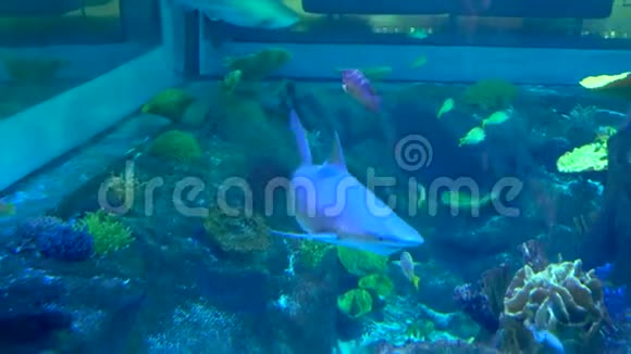 大型海水水族馆中的鲨鱼游泳视频的预览图