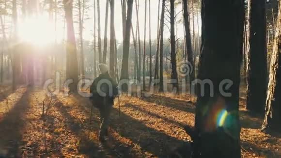 在晴朗的秋日女徒步旅行者徒步穿越森林视频的预览图