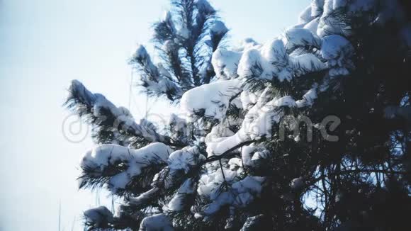 冬林白雪视频的预览图