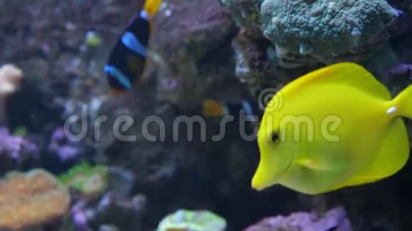 一条黄色的唐鱼在海水或水族馆中沿着珊瑚礁游泳视频的预览图