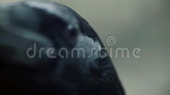 黑乌鸦的眼睛和喙宏人群直视镜头视频的预览图