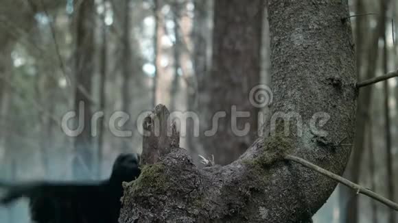 大乌鸦在树林里尖叫野鸟坐在松树枝上视频的预览图