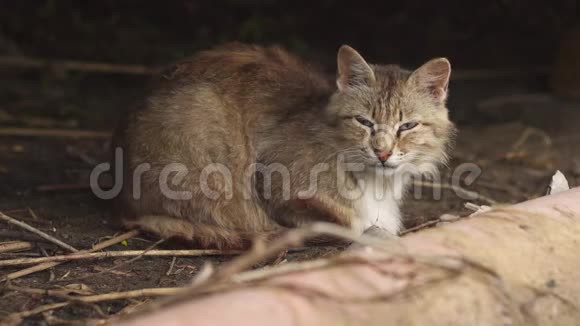 灰色平静的猫在避难所视频的预览图