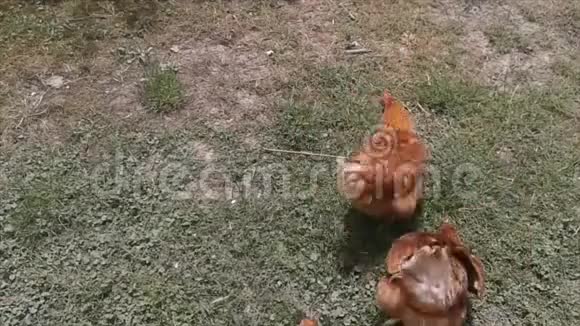 鸡肉对食物有反应视频的预览图