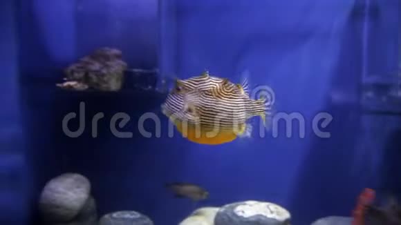一条鱼在水族馆的水族馆里游泳一个五颜六色的水族馆里面装满了石头藻类视频的预览图