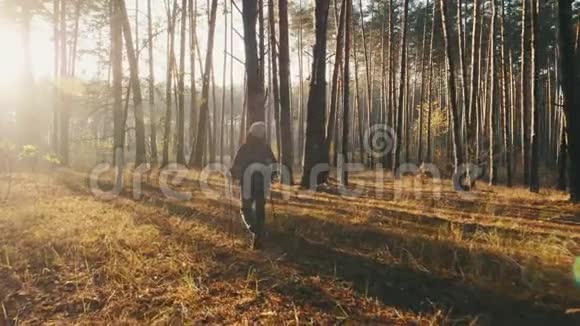 在晴朗的秋日女徒步旅行者徒步穿越森林视频的预览图