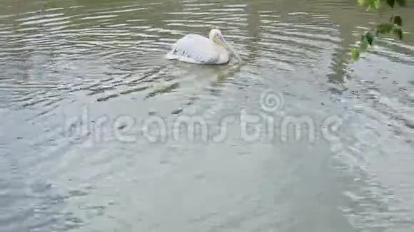 大野白在湖中清洁羽毛的全景视频的预览图