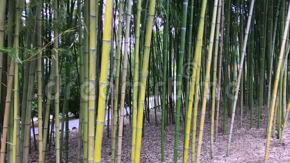 竹竹叶竹树林竹秆视频的预览图