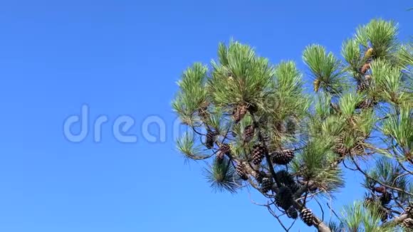 晴朗蓝天背景下的松树枝条视频的预览图