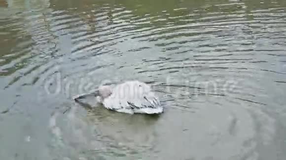 浅湖中白色净羽毛的全景视频的预览图