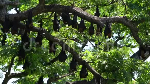 巨大的蝙蝠倒挂在树上等待黄昏视频的预览图