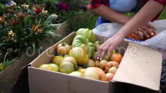一个女农民在温室里收割农夫放了一盒蔬菜番茄有机收获农业食品视频的预览图