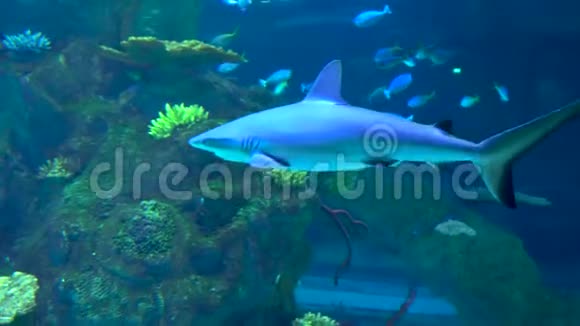 大型海水水族馆中的鲨鱼游泳视频的预览图