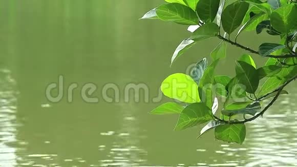 水的涟漪如此平静树叶被风吹过平静的水面视频的预览图