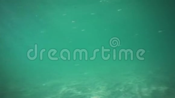 海底潜水与日光和鱼类深海热带加勒比海视频的预览图