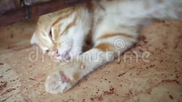 金格玩苏格兰褶皱猫小猫玩手躺在地板上视频的预览图