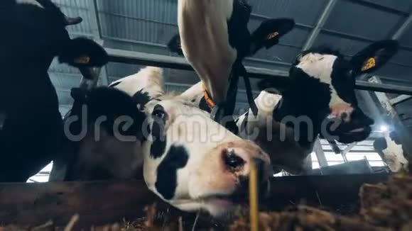 许多滑稽的奶牛吃干草站在棚子里的摊位上视频的预览图