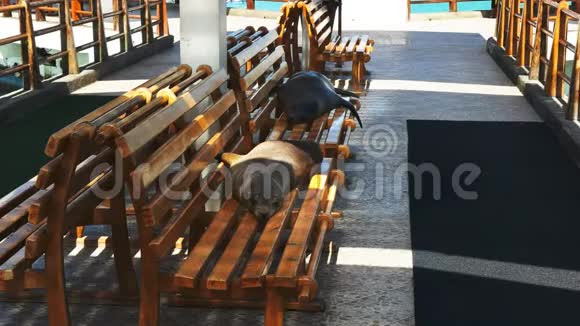 两只海狮在波多黎各的码头上休息视频的预览图