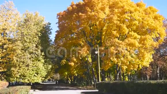 秋叶黄橙枫在阳光明媚的一天公园里视频的预览图