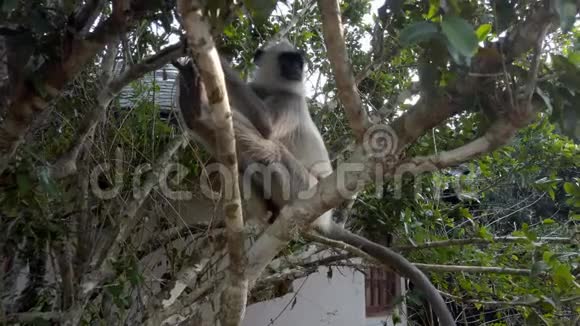 猴子坐在斯里兰卡度假胜地边缘的树上视频的预览图