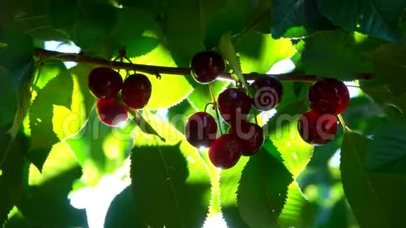 太阳阳光透过甜樱桃的浆果照耀视频的预览图