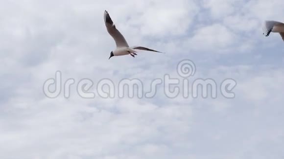 海鸥计划乘风前进视频的预览图