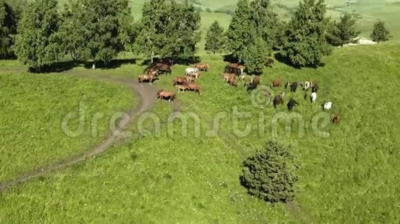 野马在草地上缓慢奔跑美丽的山脉背景马繁殖自由视频的预览图