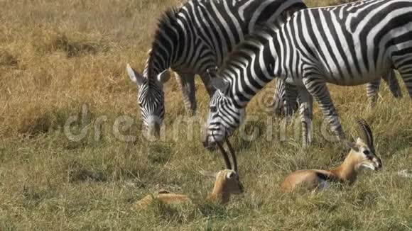 斑马和瞪羚一起在安博塞利觅食视频的预览图