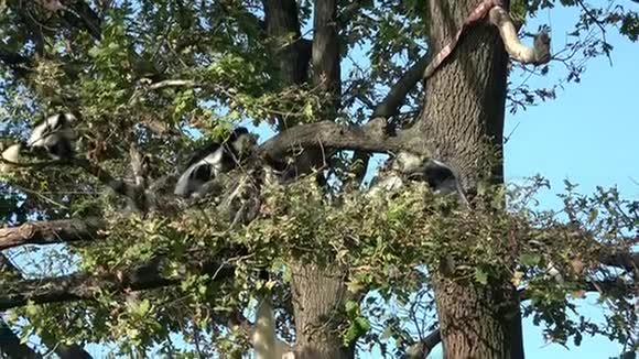 高坐在树枝上的曼特莱德盖雷萨视频的预览图