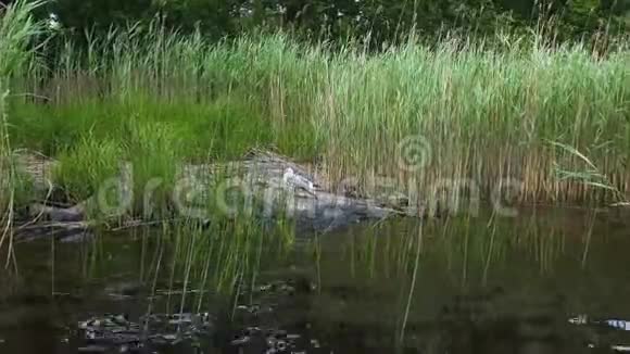 美丽的海鸥坐在石头上然后在湖里游泳美丽的自然背景视频的预览图