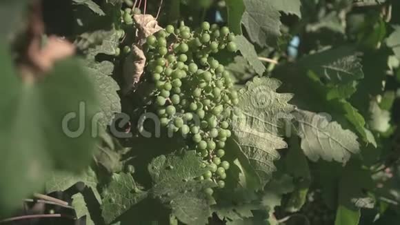 枝上幼嫩未成熟的葡萄酒庄的全景视频的预览图