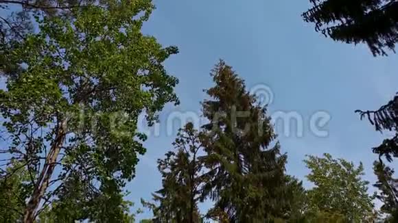 夏日的自然景观一览无遗森林景观以绿树灌木植物为主的蓝天背景视频的预览图