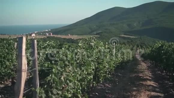 一排排的葡萄园以山海天和一个村庄为背景摄像机从右向左移动视频的预览图