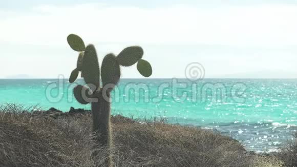 在加拉帕戈斯的圣克鲁斯岛上的巴克斯海滩上一棵棵梨形仙人掌视频的预览图