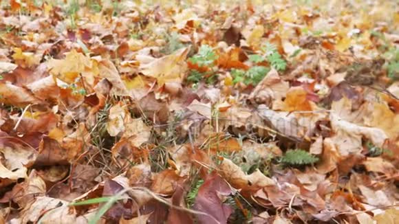 地上的秋叶自然景观视频的预览图