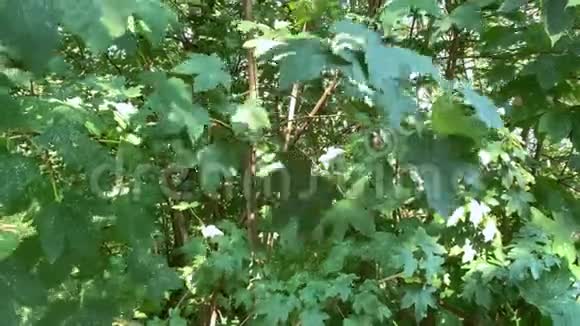 一棵枫树挥动着树叶而树叶的波浪特别强烈视频的预览图