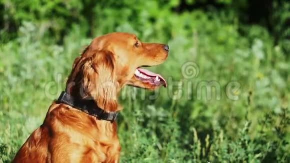 一只漂亮的红狗坐在一片美丽的绿色森林里在夏天的狗伸出舌头呼吸视频的预览图