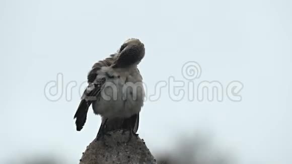 加拉帕戈斯热那维萨岛上的梳理嘲鸟视频的预览图