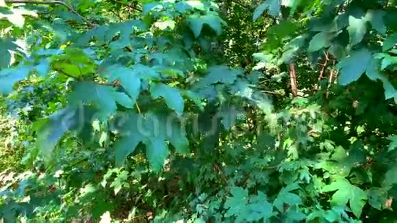 一棵枫树挥动着树叶而树叶的波浪特别强烈视频的预览图