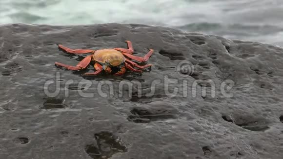 萨莉莱特福特螃蟹在加拉帕戈斯岛伊斯拉埃斯帕诺拉的岩石海岸视频的预览图