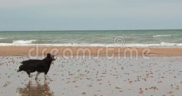 边境牧羊犬雄性在海滩上奔跑诺曼底慢莫蒂翁视频的预览图