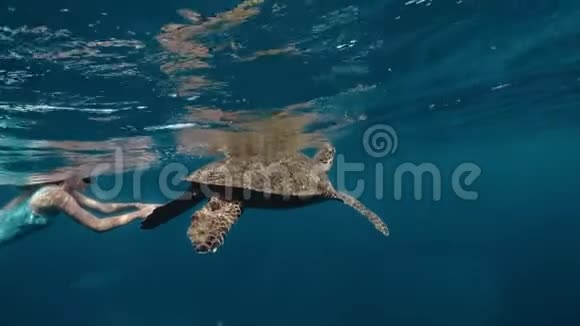 亚洲女孩弗里维和海龟一起游泳繁殖和接触动物录像是用视频的预览图