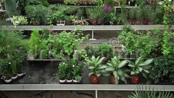 植物温室内部植物和花卉种类繁多充满装饰性稀有奇异植物和视频的预览图