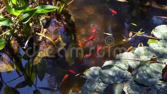 小红鱼优雅地在花园的水里游来游去视频的预览图