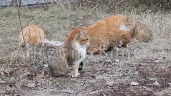 成群的流浪红猫吃剩饭视频的预览图