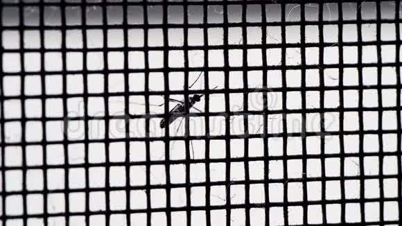 网上蚊子视频的预览图