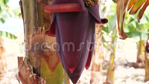 在特内里费香蕉种植园开花的香蕉巨大的红色香蕉花生长在树上的绿色香蕉视频的预览图